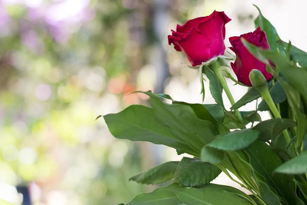 Bed & Breakfast B&B La Bouganville Napoli
